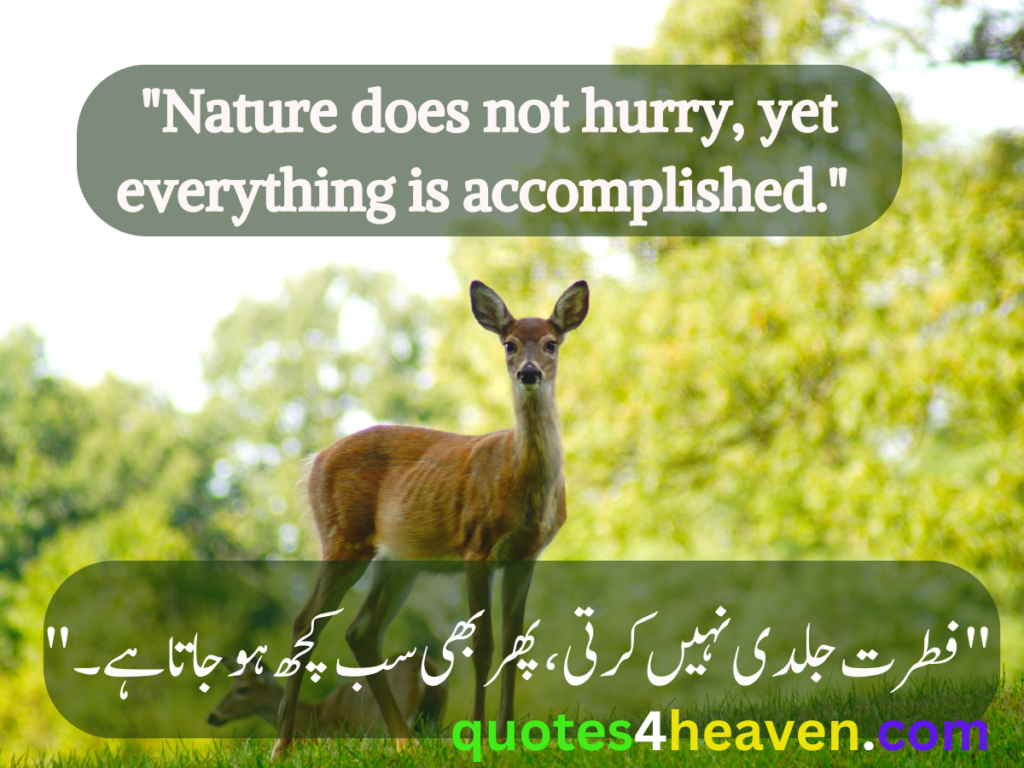 "Nature does not hurry, yet everything is accomplished."