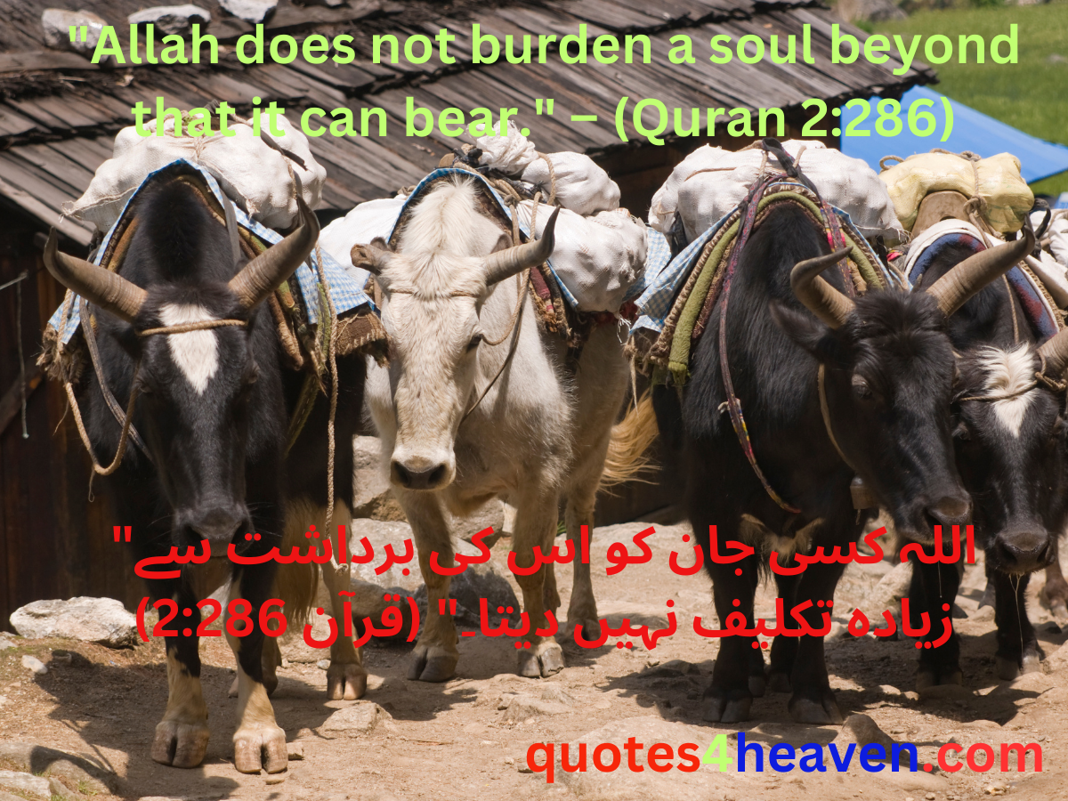 "Allah does not burden a soul beyond that it can bear." – (Quran 2:286)